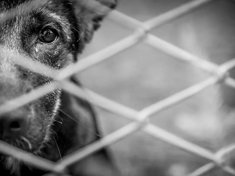 São Vicente conta com atendimento para denúncias de maus-tratos contra animais