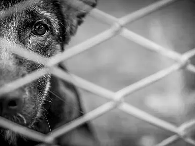 São Vicente conta com atendimento para denúncias de maus-tratos contra animais