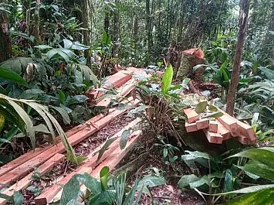 Policia Ambiental flagra corte ilícito de madeira nativa
