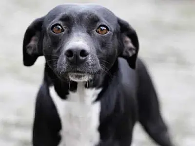 Projeto "Adote um Amigo" incentiva a adoção de animais em Cubatão