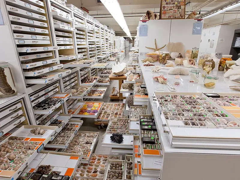 Museu Nacional integra estudo sobre 73 coleções de história natural