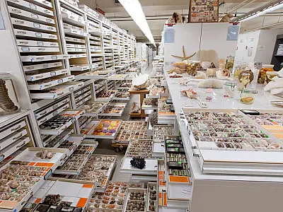 Museu Nacional integra estudo sobre 73 coleções de história natural