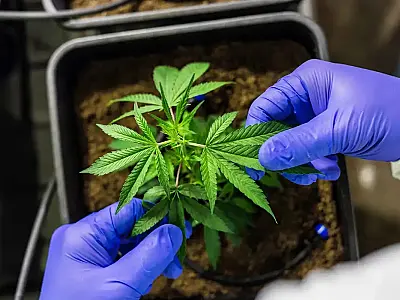Juiz autoriza farmácia de manipulação a fabricar produtos de cannabis