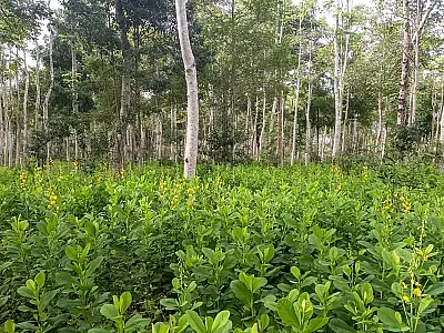 Brasil deve recuperar 25 milhões de hectares de vegetação nativa