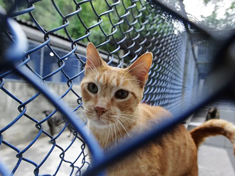 Codevida vira "cupido" para os interessados em adotar pets em Santos