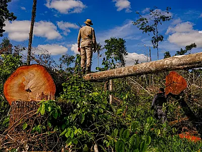 Brasil desmatou 5.200 campos de futebol por dia em 2022, diz relatório