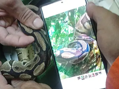 Serpente píton é retirada do Parque Nacional da Tijuca, no Rio