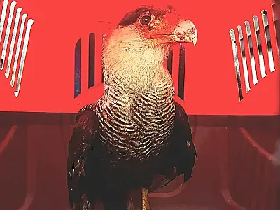DOA resgata três animais silvestres perímetro urbano de Bertioga
