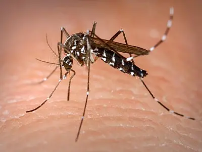 Campanha do Governo de SP mobiliza população para combater o Aedes aegypti
