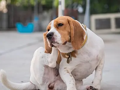 Coceira em cães: saiba as causas, tratamentos e prevenções