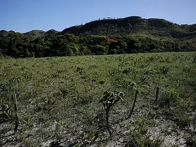 Desmatamento no Cerrado cai 48% em janeiro, mostra instituto