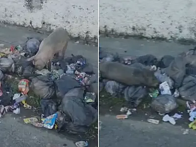 Acumulo de lixo em rua de São Vicente atrai porcos a procura de alimentos