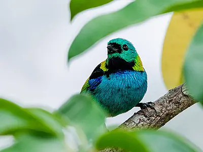 Atividade gratuita de observação de aves em Bertioga desperta amantes da natureza