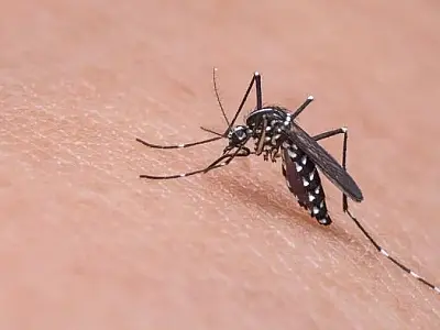 São Paulo já contabiliza 221 mortos em decorrência da dengue