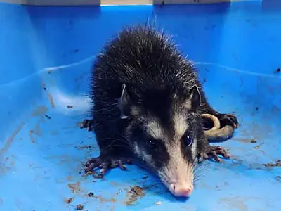 GCM Ambiental realiza 3 resgates de animais silvestres em situação de vulnerabilidade em São Vicente