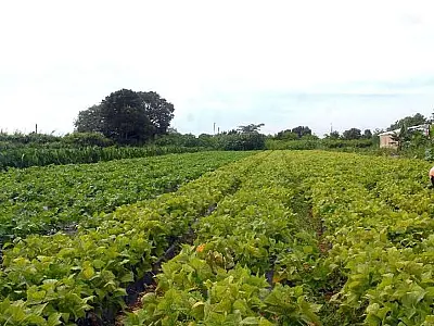 Seguro rural registra 217 mil apólices contratadas em 2021