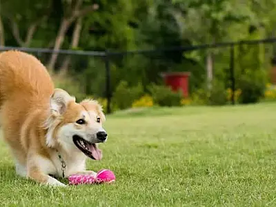Governo de São Paulo proíbe acorrentamento de pets e delimita novas regras para o bem-estar animal