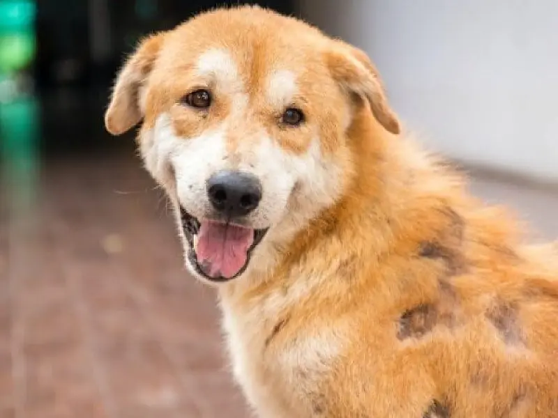 Saiba quando é preciso se preocupar com a queda de pelos em cães