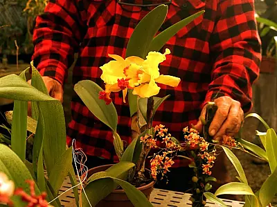 Santos oferece mais uma oficina gratuita de cultivo de orquídeas neste sábado