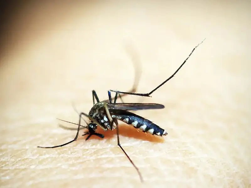 Além de 71 mortes por dengue, Minas tem 20 óbitos por chikungunya