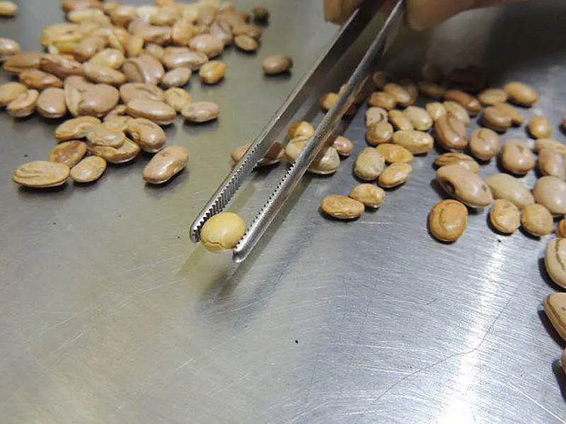 Fiscais apreendem arroz, feijão, café e azeite com irregularidades