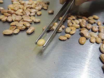 Fiscais apreendem arroz, feijão, café e azeite com irregularidades