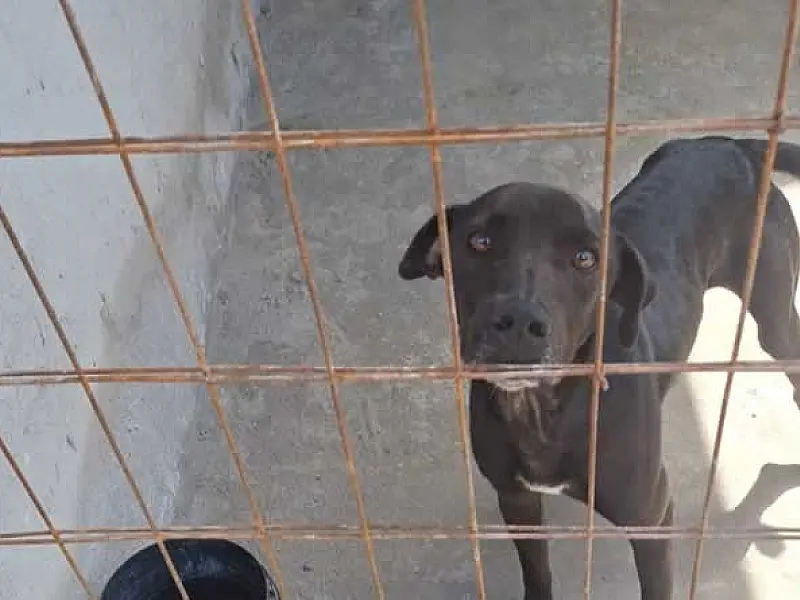 Guarda Municipal de Santos paralisa situação de maus-tratos a animais e atua construções irregulares