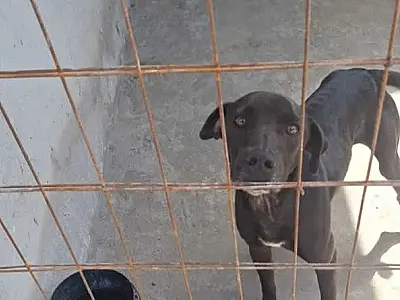 Guarda Municipal de Santos paralisa situação de maus-tratos a animais e atua construções irregulares