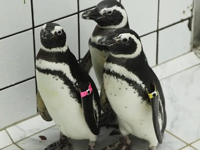 Três pinguins e um atobá são os novos moradores do Aquário de Santos