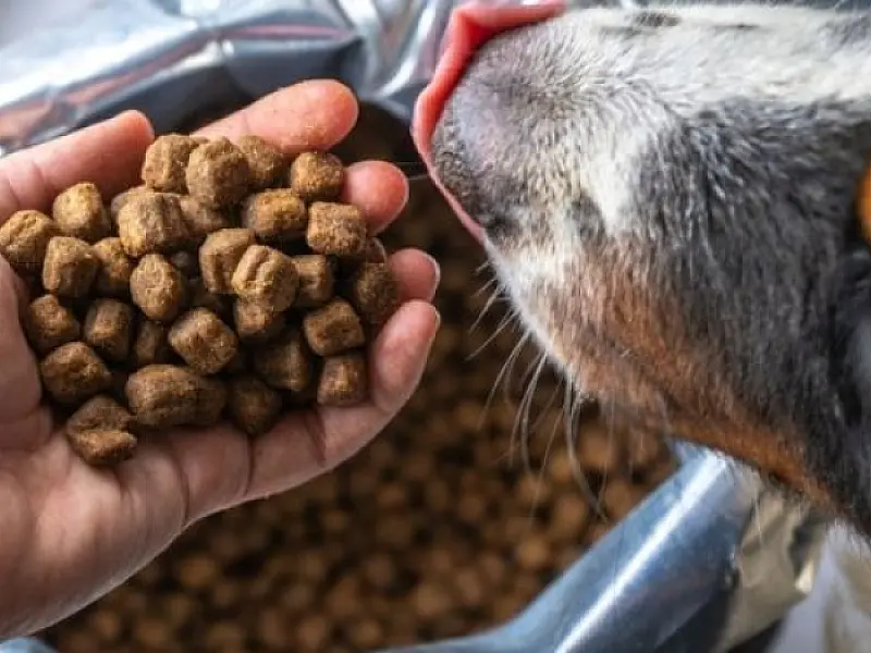 Ração a granel oferece diversos riscos para animais de estimação