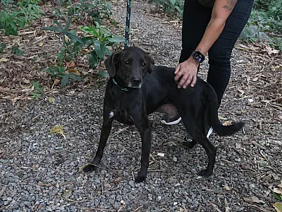Lei prevê punições a quem deixar pets desacompanhados em Santos