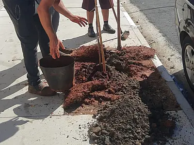 Ruas da Zona Noroeste de Santos começam a ganhar mudas de ipê amarelo
