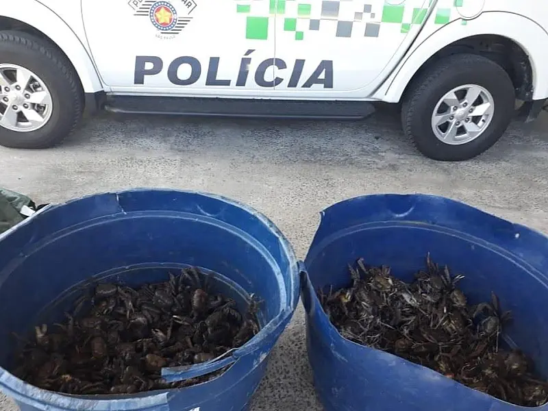 Polícia Ambiental liberta mais de 300 caranguejos em manguezal