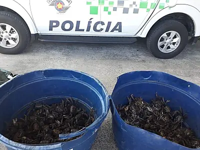 Polícia Ambiental liberta mais de 300 caranguejos em manguezal