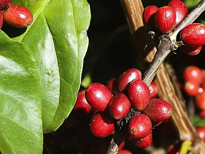 UFRJ ajuda associações a tornar produtos rurais mais atrativos