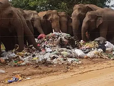Elefantes morrem após comer lixo plástico em aterro no Sri Lanka