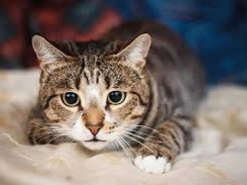 Doença transmitida por gatos está descontrolada, diz pesquisador