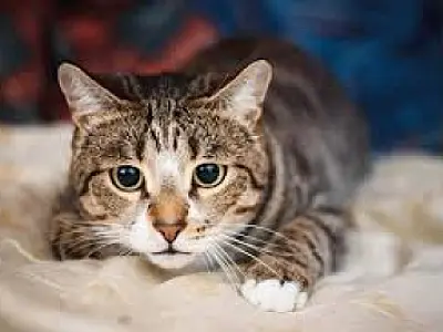 Doença transmitida por gatos está descontrolada, diz pesquisador
