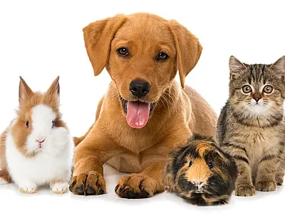 É sancionada lei Banco de Ração para animais domésticos em Santos