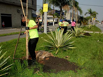 Plano Municipal de Arborização planta mais de 11 mil novas árvores na Cidade