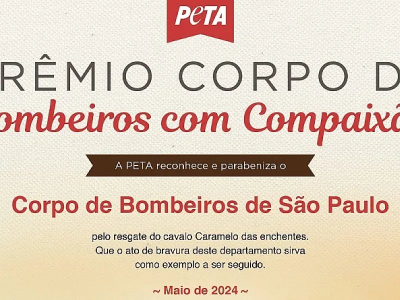 Bombeiros de São Paulo recebem prêmio por resgate do cavalo Caramelo no Rio Grande do Sul