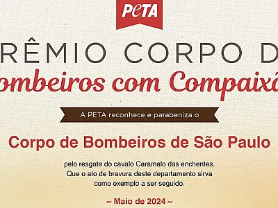Bombeiros de São Paulo recebem prêmio por resgate do cavalo Caramelo no Rio Grande do Sul
