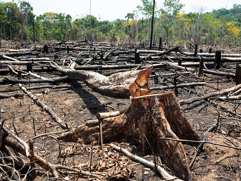 Desmatamento na amazônia cai 22% em 2023, menor patamar desde 2018