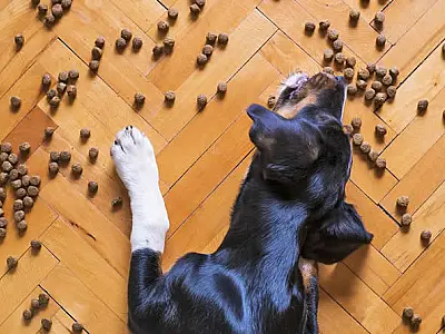 Brasil terá 101 milhões de pets até 2030 e alimentação adequada impulsiona longevidade