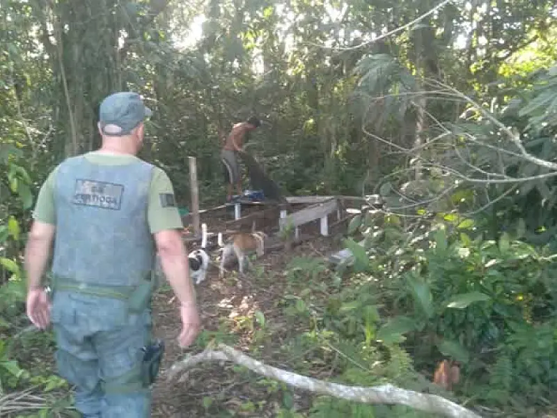 Operação ambiental em Bertioga interrompe comércio ilegal de madeira e intensifica patrulhamentos