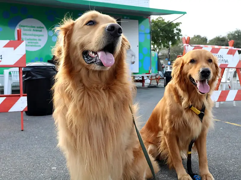 Bairro Caiçara receberá o projeto 'Pet PG Chip' no próximo domingo (16)