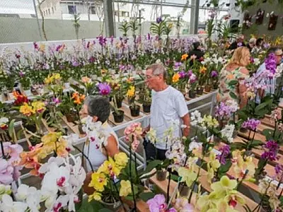 Oficina neste sábado em Santos ensina como cultivar orquídeas