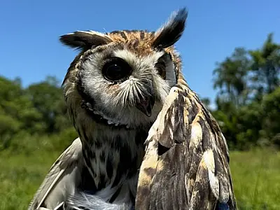 Grupamento Ambiental de Guarujá realiza o resgate de três aves