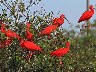 Projeto Guará Vermelho retoma suas atividades em Cubatão