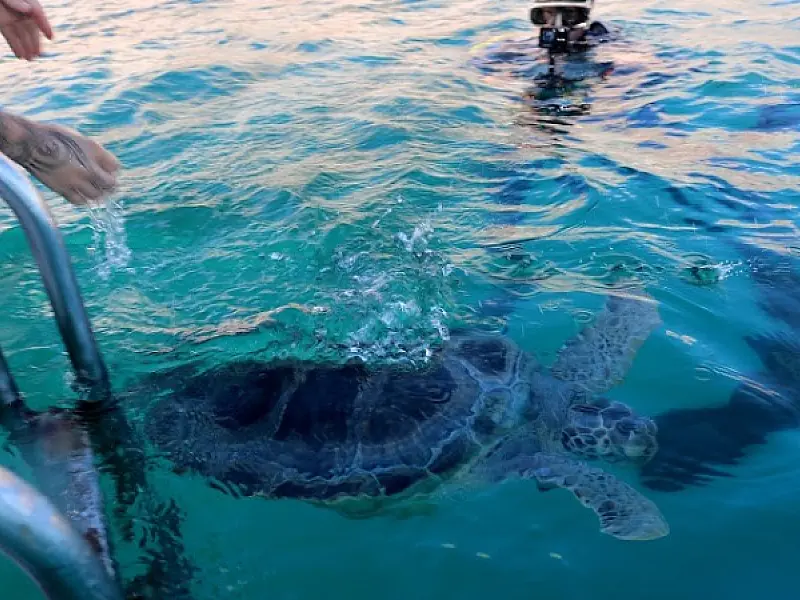 Aquário de Santos recupera e devolve três tartarugas à vida no mar 